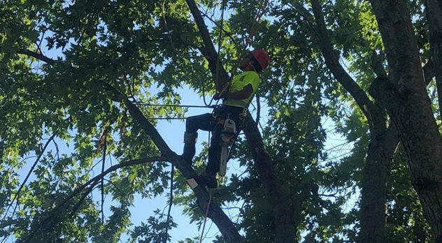Tree Service work in Montgomery