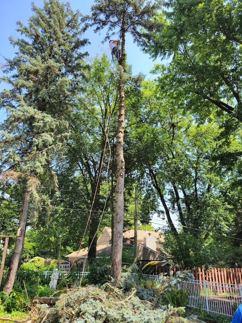 Tree Service project