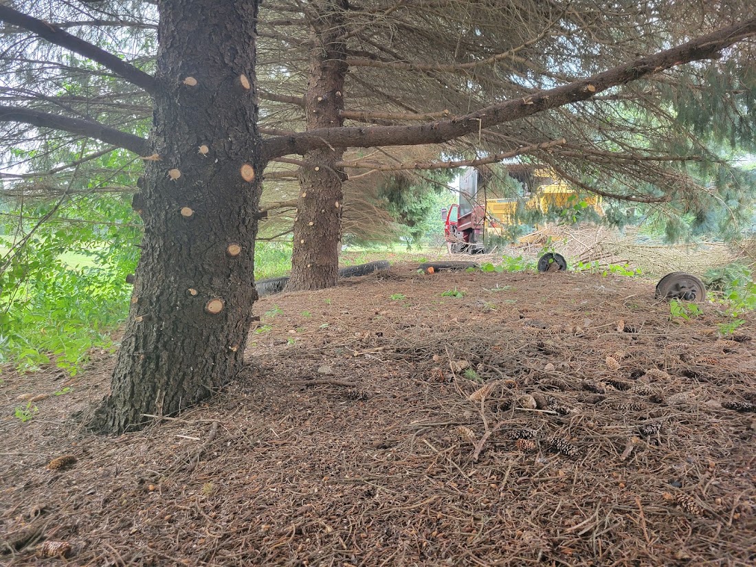 Tree Service project