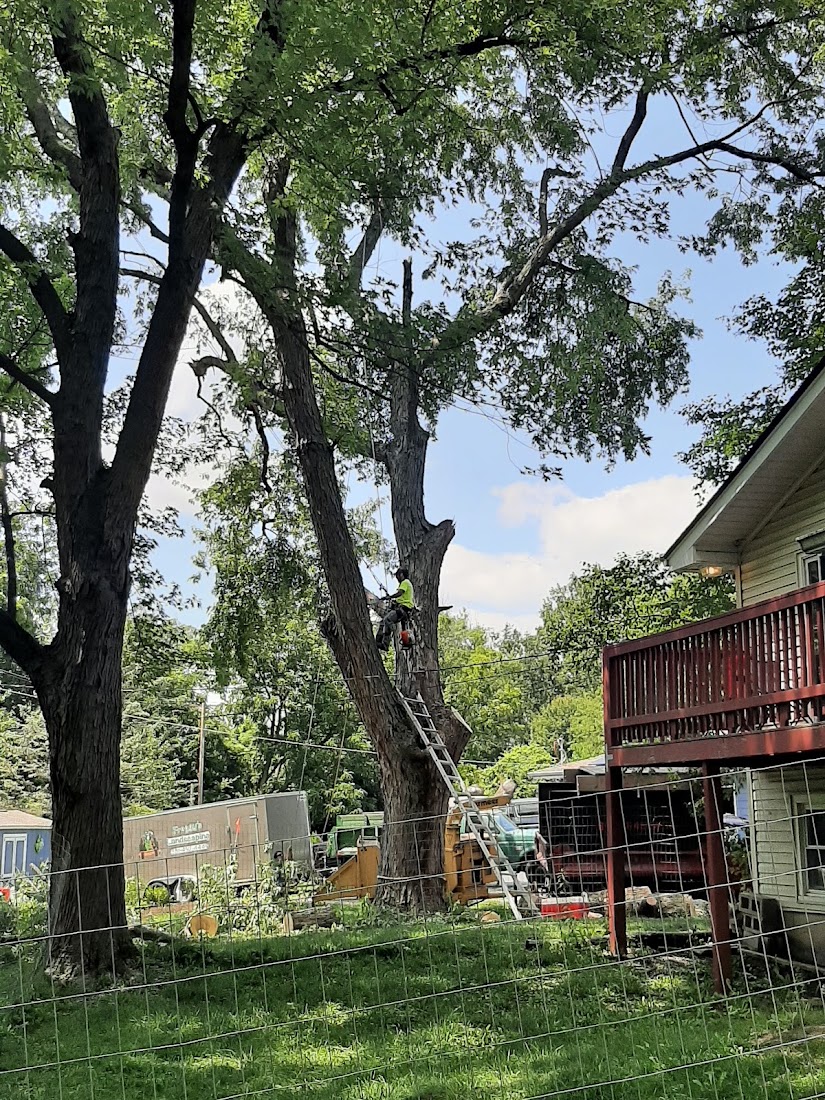 Tree Service project