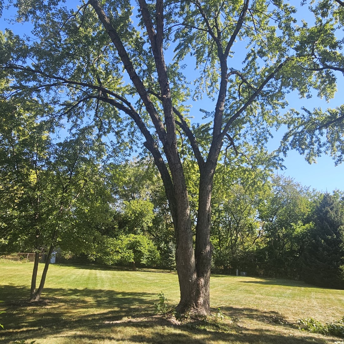 Tree Service project