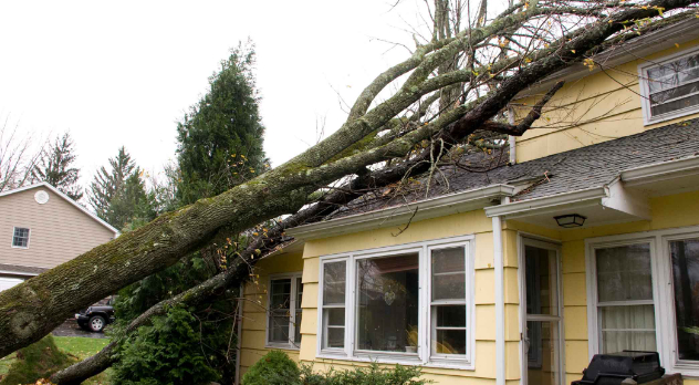 Tree Service project